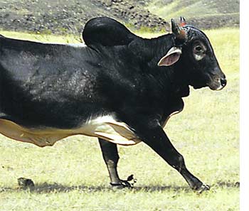 Valu: The Wild Bull